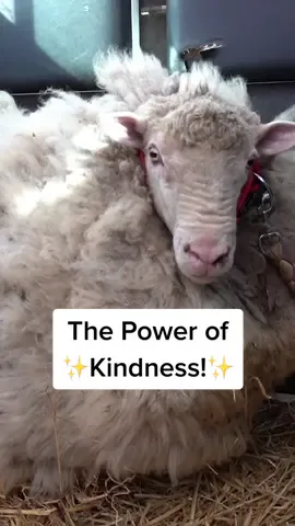2 years ago this woolly boy was on the run in rugged Australian bushland! 21kg of fleece was shorn off him. ❤️ #kindness #animalrescue #rescue