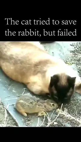 #catsoftiktok #tiktokcat #pet #animal #animalsdoingthings #rabbit #rabbitsoftiktok