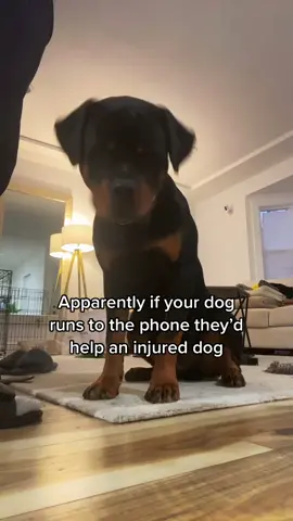 So I guess you ain’t helping huh??! #rottweiler #funnyy #fyp #foryou #dogsoftiktok #puppy