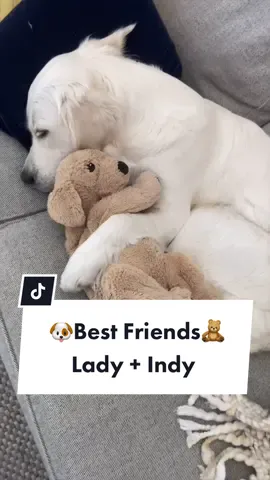 Who’s your best friend?🥺 #BestFriends #PetsOnTiktok #BestFriendDay #Ikeadog