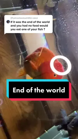 Answer to @johnwilkesbooth652  I love my fish... but I value my life too. #fish #goldfish #ranchu
