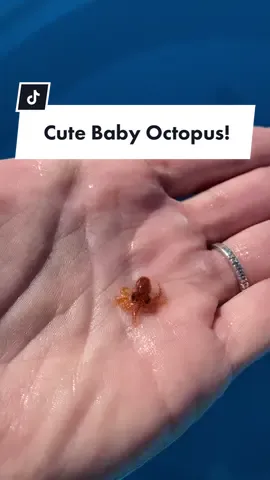 #octopus #babyoctopus #ocean #BestSeatInTheHouse @oneoceandiving_