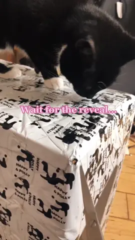 She’s already ripped off 2 stars and the moon 🐱 #cattok #catsoftiktok #aesthetic