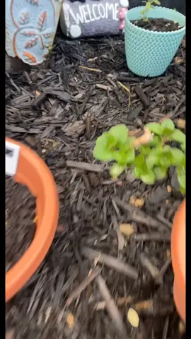 this guy 🐌 #slug #herbs #mademesmile