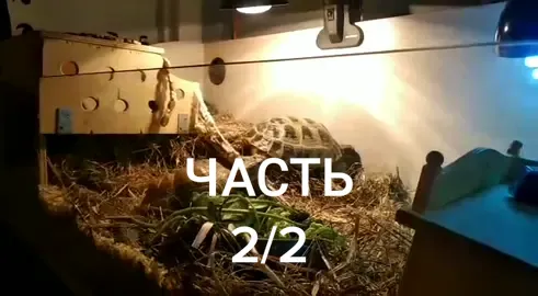 #черепашка #черепахилюбовь #черепаха