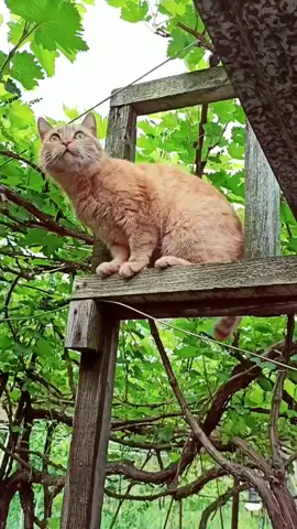 #cat #кот #fyp
