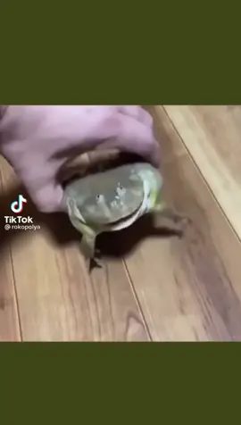 вырезала из видео. идея вырезать моя! если хотите берите под мем#злаялягушка#мем#нестырилааобрезала#рекомендации#fyp #юмор#смешно#обрезала
