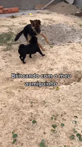 Hoje foi dia de me divertir com o meu aumiguinho buck 🥰💜 #cachorro #dog #pastoralemao #filhote #filhotefofinho #viral #fyp #foryou