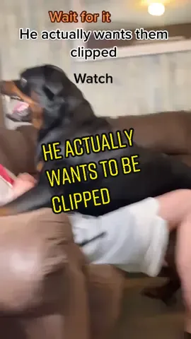 Dude put them back on my lap to continue #bear #bearandryzn #youwrong #happydog #growlking #complaining #rottierumble #PetsOfTikTok #dogbite #attack