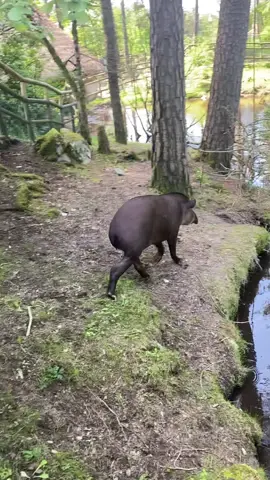 Swimming tapir💜                                  #tapir #swim  #animals #biologist #zoo #animalsoftiktok