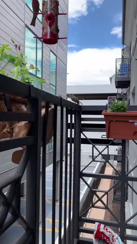 #birds