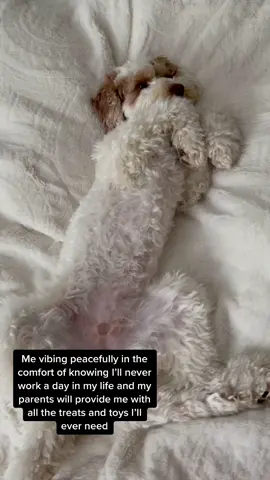 It’s a hard life #dogsoftiktok