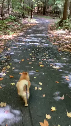 #dogs #pomeranian #newyork #ithaca #dog