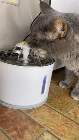 Hydrate your cat 💧💧#amazonfinds #catsoftiktok #waterfountain