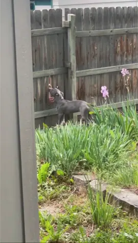 This is Reba. She visits the magical petting fence around this time every day. 14/10 may it always provide (courtesy u/wonderpeejay) #weratedogs