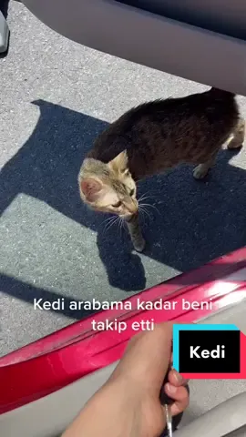 Arkadaş buldum #kedi #tiktokturkey