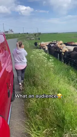 Performing for all her fans 🐄😅 🎥@abbielumb #unilad #fyp #foryou #concert #cows #funny