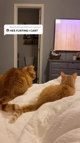 Reply to @finnegantheferal I couldn’t resist with this sound 😅😅😅#catsoftiktok #gingercatsoftiktok #inlove #fypシ