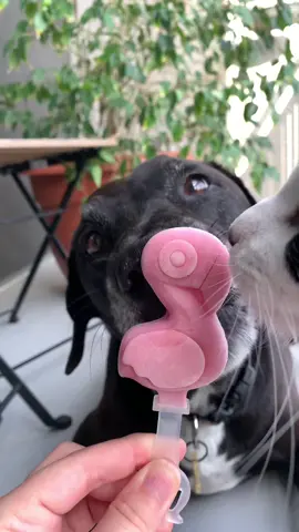 Having a pupsicle 😋