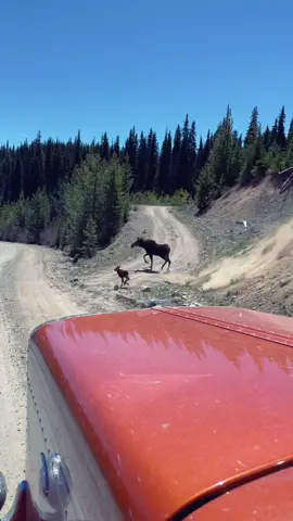Guys out here blocking logging trucks #canada #BCloggers #BC  #moose  #blockingtheroad