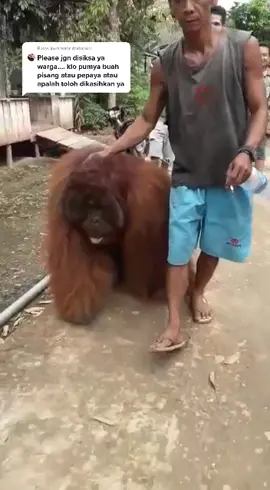 Balas @dorinbun  PART 3  Orang Utan tersebut tampak jinak, bahkan warga tanpa segan mendekat dengan orang utan tersebut #infokukar #kalimantan #kukar