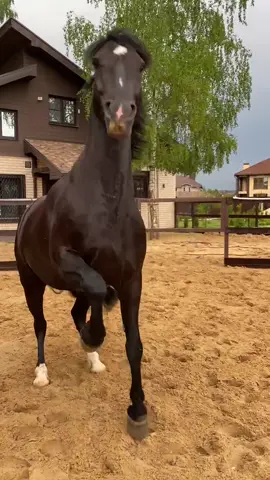 Геракл ❤️ Моя любимая злюка 🥰 #лошадь #коньогонь #питомцы #животные #мужик