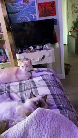 The babies :) ￼#cat #cats #chonk #fyp #fypシ #animal #ragdoll #flamepoint
