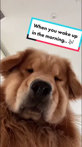 Wouldn’t have it any other way 💛 #lifewithdogs #PetsOfTikTok #fyp