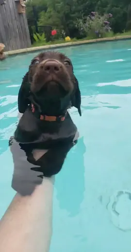 Practicing my doggie paddle before I meet my mama tomorrow and become an island pup! #fyp #labradorpuppy #chocolatelab #swimmingpuppy #asmr #puppy