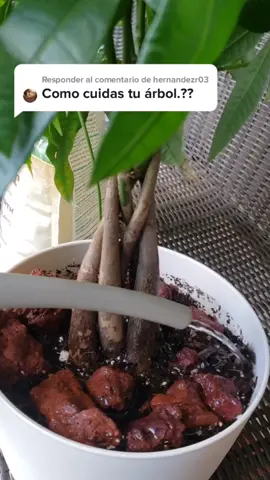 Responder a @hernandezr03 #arboldeldinero #fertilizante #plantas #plantsoftiktok #plantparent