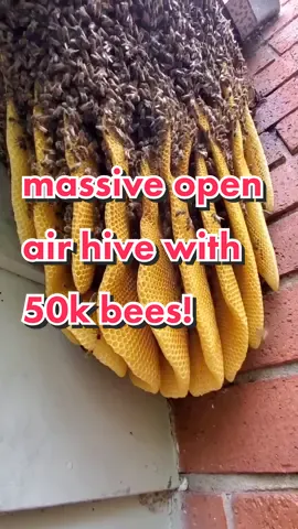 3 years old, 50k bees and 80lbs of comb! #savethebees #beetok #beerescue #bees #honey #beekeeper #beekeeping #nature #hive #fyp
