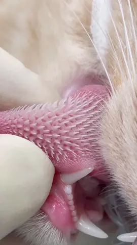 This is what your normal house cats tongue looks like #vet #vettech #fyp #fy #cat #catsoftiktok #satisfying #interesting