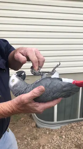 #foryou #africangrey #parrot #tricks #cool #foryoupage #fyp #fypシ  #animalsdotricks #animalsoftiktok #parrotsoftiktok