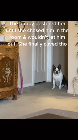 He’s trying to live his best life and she’s a bully. (You can see him barking at her) #tiktokpup #bostonterrier #chorkie #BestSeatInTheHouse
