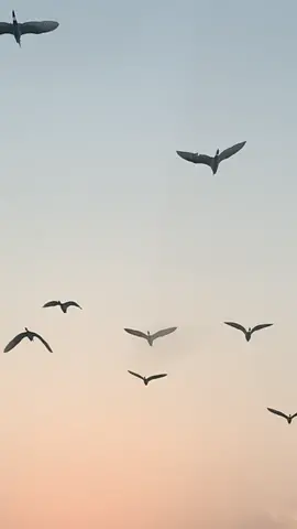 Birds flying #Birds #tiktoknepal #officialtiktoknepal #chitwan_muser #chtwn_muser #nepalitiktok #foryou #foryoupage 🦅 🦢😍😍
