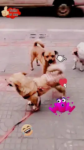 Safety flrst 🤣🤣🤣🤣🤣#tik_tok #foryou #funny #fry #❤️❤️ #dog