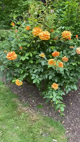 #londonvibes #londonpark #london#rose#amazing#park#Summer