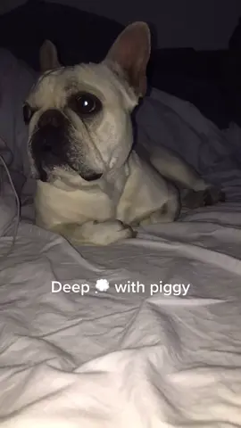 #frenchbulldog #dogsoftiktok
