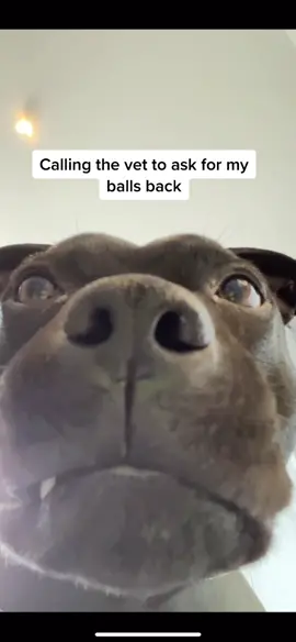 Left my phone unlocked and this happened #dogsoftiktok #fyp #turbo #staffy