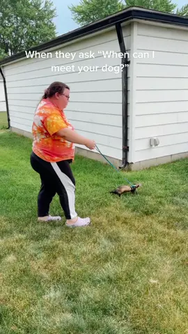 no ferrets were harmed in the making on this tiktok