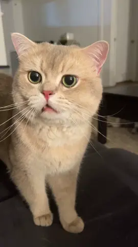 He’s telling me he got bullied by sister 11.🥺🥺🥺#catsoftiktok #cutecat #cat