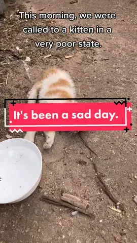 It's another sad day today #catrescue #catsoftiktok #rescuekittens #heartbreaking #rescuecats