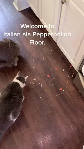 Best #Italian buffet in town! #buffet #food #hungrycats  #cats #lovecats #fatcatsmatter