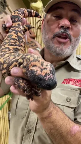 Hi amazing is this venomous lizard 😬let’s see if anyone knows anymore facts 🤷‍♂️ #reptile #lizard #LearnOnTikTok