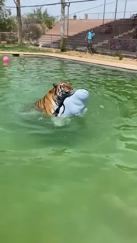 Zion caught an orca today at #tigersplash #zion #28XTREMES #NightDoneRight #hotday #swim #play #hunt
