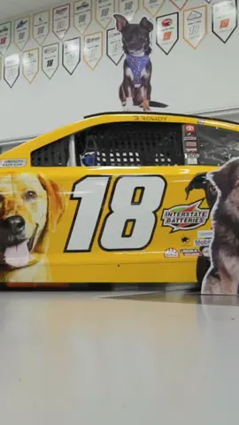 Brand-new @pedigreedog Foundation scheme for @kylebusch this weekend! Check these #dog cutouts on the pit box at #nashville #nascar #fyp