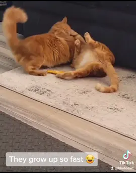 #fyp #fy #pets #petstiktok #petslover #pet #cat #cats #catlover #catsoftiktok #catmom #catsvideo #growingup #kittens #kitty