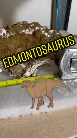 Edmontosaurus arm bone preparation #edmontosaurus #paleontology #hellcreek #cretaceous