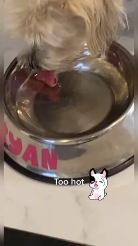 #dogs#of#tiktok#fyp#viral#