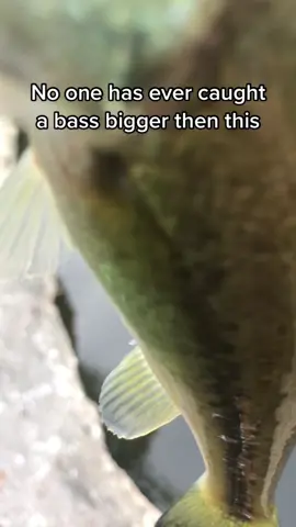 #fish #bass #bassfishing #carp #fishing #fisherman #firstever #viral #fishinglifestyle #fyp #foryoupage #foryou #4you #4u